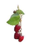 Ripe red raspberries on a branch with leaves - color photo on a white background, isolate for design.