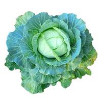 Head of white cabbage with drops of dew - color photo isolate for design.