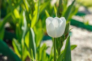 tulip bloom, beautiful field of tulips photo