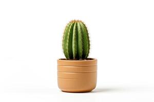 Cactus in a Pot. photo