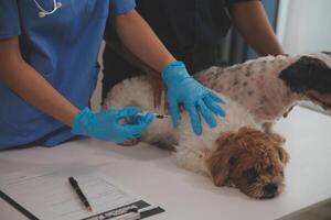 At a modern veterinary clinic a puppy sits on an examination table. Meanwhile, a female veterinarian assesses the health of photo