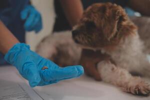 At a modern veterinary clinic a puppy sits on an examination table. Meanwhile, a female veterinarian assesses the health of photo