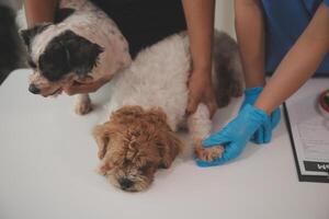 At a modern veterinary clinic a Panshipuppy sits on an examination table. Meanwhile, a female veterinarian assesses the health of a healthy dog photo