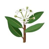 Illustration of Drimys winteri, also known as Winter bark, foye and canelo, isolated on white background. vector
