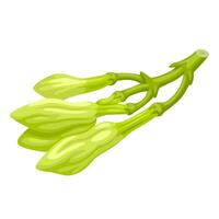 Illustration of Loroco flower bud, scientific name Fernaldia pandurata, isolated on white background. vector