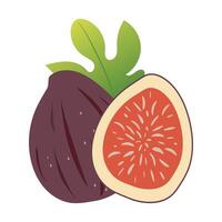 Fig with green tropical leaf and fig slice isolated on white background. vector