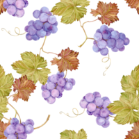 Seamless background with grapevine. Watercolor lilac autumn grape berries and leaves. Illustrations for wine label design, grape juice, restaurant menu and for grape festival decoration. png