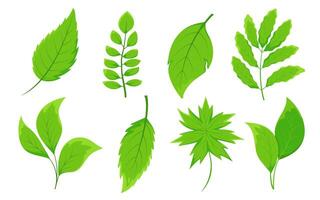 Set of different types of green leaves. Flat leaves with unique shapes and vein patterns. Icons for nature-themed designs and eco-friendly projects. vector
