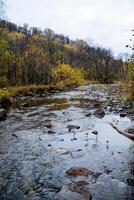 Mountain stream flowing down, cloudy autumn weather, yellow leaves of trees, wet weather, cloudy day in the forest, silence in nature, sounds of water. photo