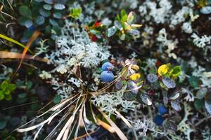The view from above of the blueberries grows in the wild, macro close-up photography, juicy berries, drops of rossa on the grass, mountain blueberry. photo