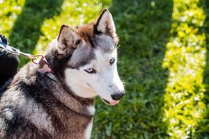 A husky dog on the background of grass, an adult puppy walks in the forest, walking a dog on the grass, the naked eyes of a purebred dog, a sled dog. photo