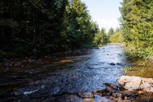 A mountain river flows in a deep forest, a taiga stream in the mountains, a landscape, a summer day, stones in the river, a spruce forest grows along the banks of the stream. photo