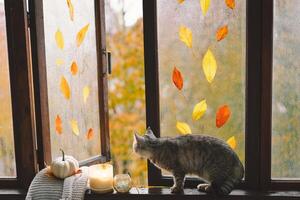 Cute cat with cozy autumn still life with pumpkins, knitted woolen sweater on a vintage windowsill photo