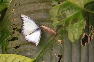 In a calm and peaceful garden, a beautiful butterfly with colorful wings rests gently, capturing the serene essence of nature amidst a vibrant tropical environment. photo