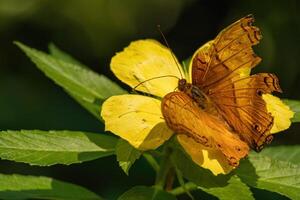 A beautiful butterfly with colorful wings rests quietly in a garden surrounded by vibrant tropical environment. The scene captures the tranquility of nature. photo
