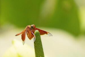 This close perspective captures a vibrant dragonfly perched on a bright green leaf in Taman Rama-rama Kuala Lumpur, showcasing its intricate wings against a softly blurred background. photo
