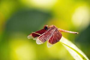 This close perspective captures a vibrant dragonfly perched on a bright green leaf in Taman Rama-rama Kuala Lumpur, showcasing its intricate wings against a softly blurred background. photo
