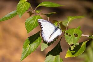 In a calm and peaceful garden, a beautiful butterfly with colorful wings rests gently, capturing the serene essence of nature amidst a vibrant tropical environment. photo