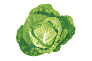 Watercolor art of fresh green lettuce head. png