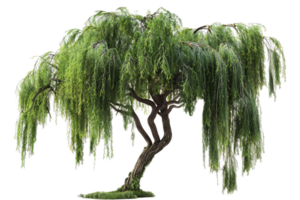 Elegant weeping willow tree with twisted trunk. png