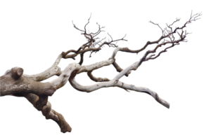 Twisted bare tree branch with weathered texture. png
