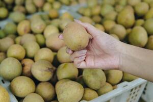 A persons hand holding a sapodilla fruit with baskets full of fruits in the background. photo