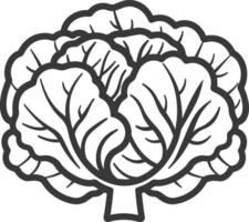 A black and white illustration of a cabbage vector