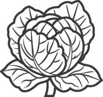 Cabbage coloring pages vector