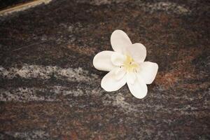 White flower with texture background. Flat lay, top view. Floral pattern, object photo
