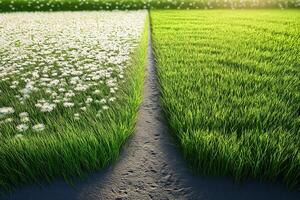A path leading to a field of grass and flowers photo