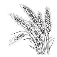 A drawing of wheat on a white background vector