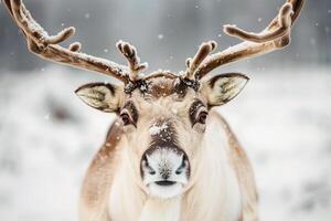 Christmas Reindeer in real nature with ice cold polar environment photo