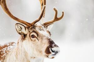Christmas Reindeer in real nature with ice cold polar environment photo