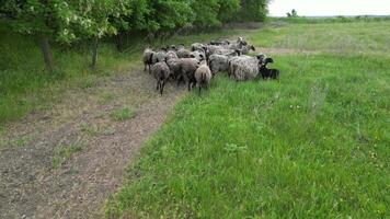 A herd of sheep graze in a lush green field, with trees bordering the edge of the field video