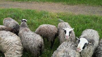 A flock of sheep graze peacefully in a grassy field on a sunny summer day video