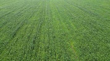 Corn summer field. An aerial view of a lush green field of crops swaying in the summer breeze video
