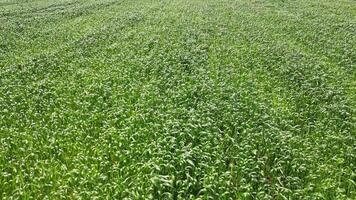A drone flies over a lush corn field in the summer, showcasing the vibrant green rows of crops video