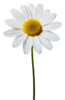 White daisy with yellow center on green stem isolated on transparent background png