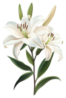 Elegant white lilies in bloom with green leaves isolated on transparent background png