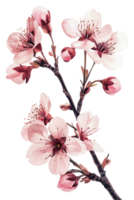Delicate cherry blossoms in full bloom on a branch isolated on transparent background png
