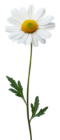 White daisy blooms with green leaves isolated on transparent background png