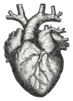 Intricate anatomical heart illustration isolated on transparent background png