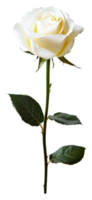 Elegant white rose with green leaves on a stem isolated on transparent background png