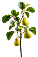 Fresh pears growing on a green branch in sunlight isolated on transparent background png
