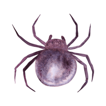 Preto aranha. monocromático desenhando do perigoso artrópode aracnídeo, inseto. aguarela mão desenhado Cortar fora isolado clipart para dia das Bruxas ilustração, Horror imprime. karakurt, Preto viúva, latrodectus png