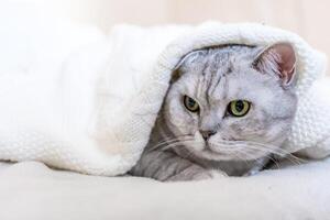 Cat Blanket Bed Cozy - A grey cat is curled up in a white blanket, looking at the camera with a curious expression. photo
