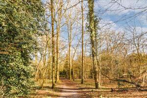 A path in the woods photo