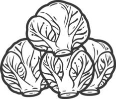 A black and white drawing of cabbage vector