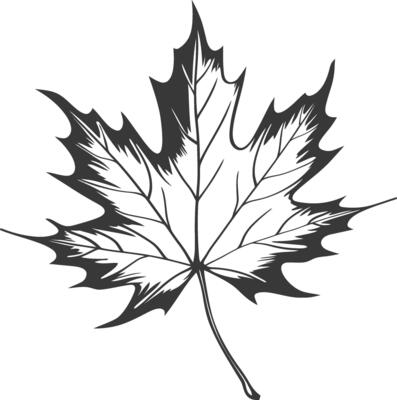 A black and white drawing of a maple leaf