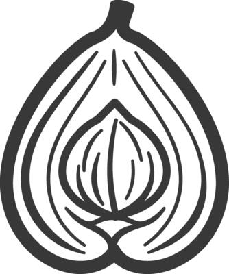 An onion is shown in a black and white line drawing